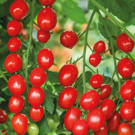 Unwins Cherry Plum Tomato Celano F1 Seeds
