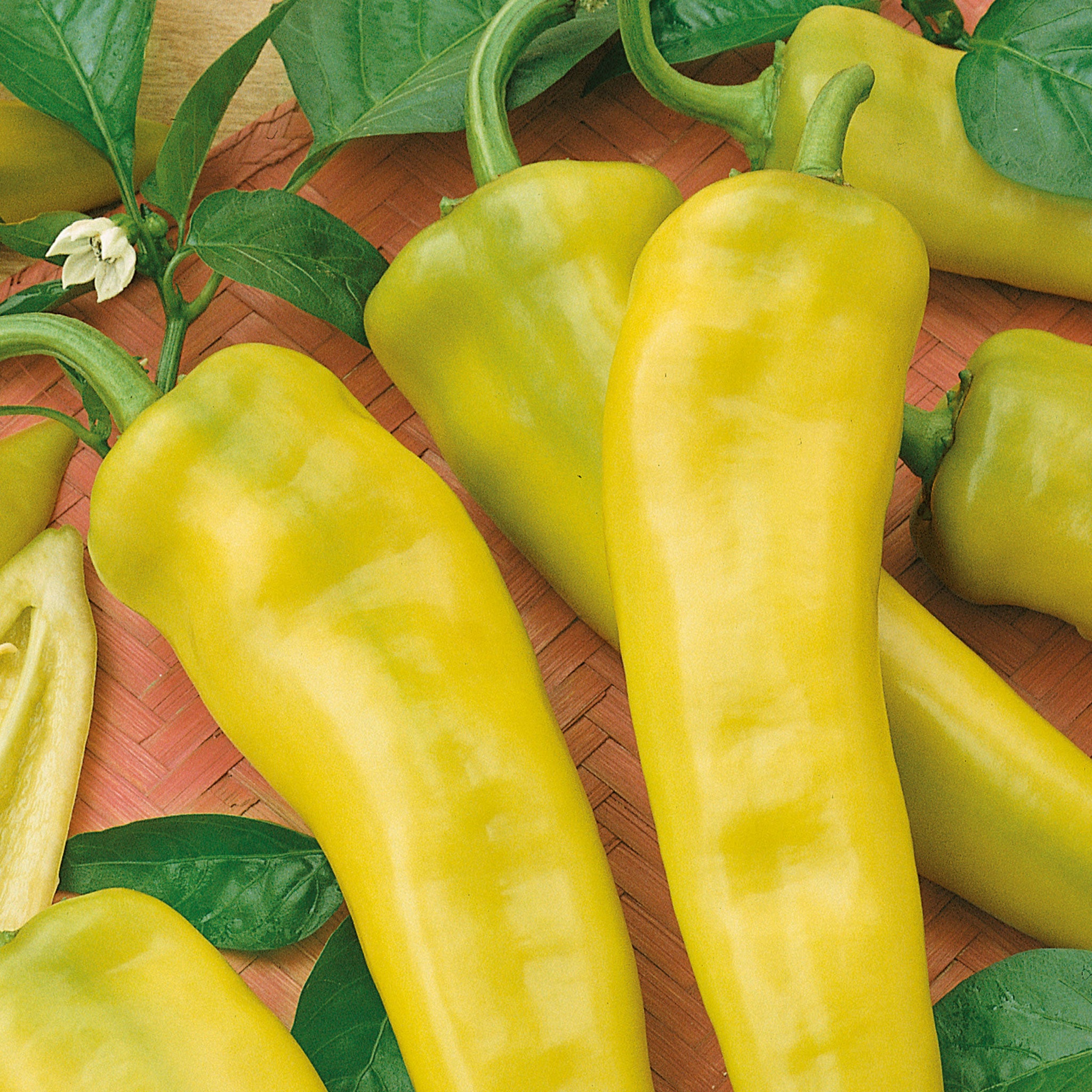 Volcano Pepper Unwins Chilli Pepper Fruity Volcano Seeds - Vegetables – Unwins UK