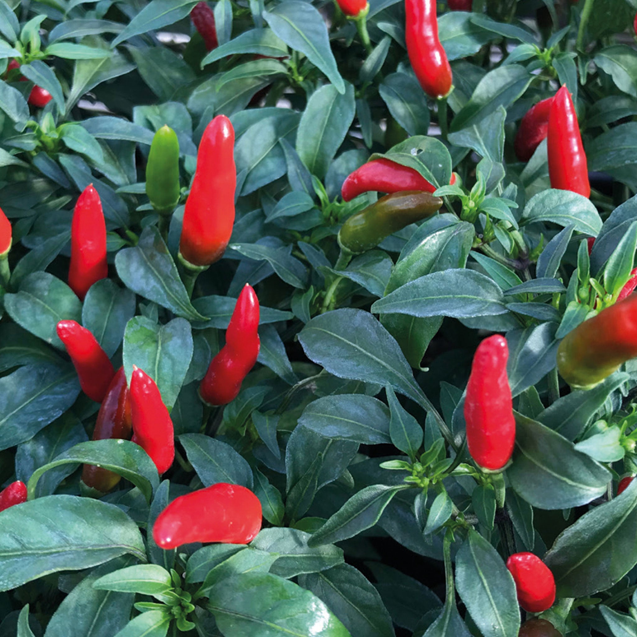 Unwins Chilli Pepper Quick Fire Seeds