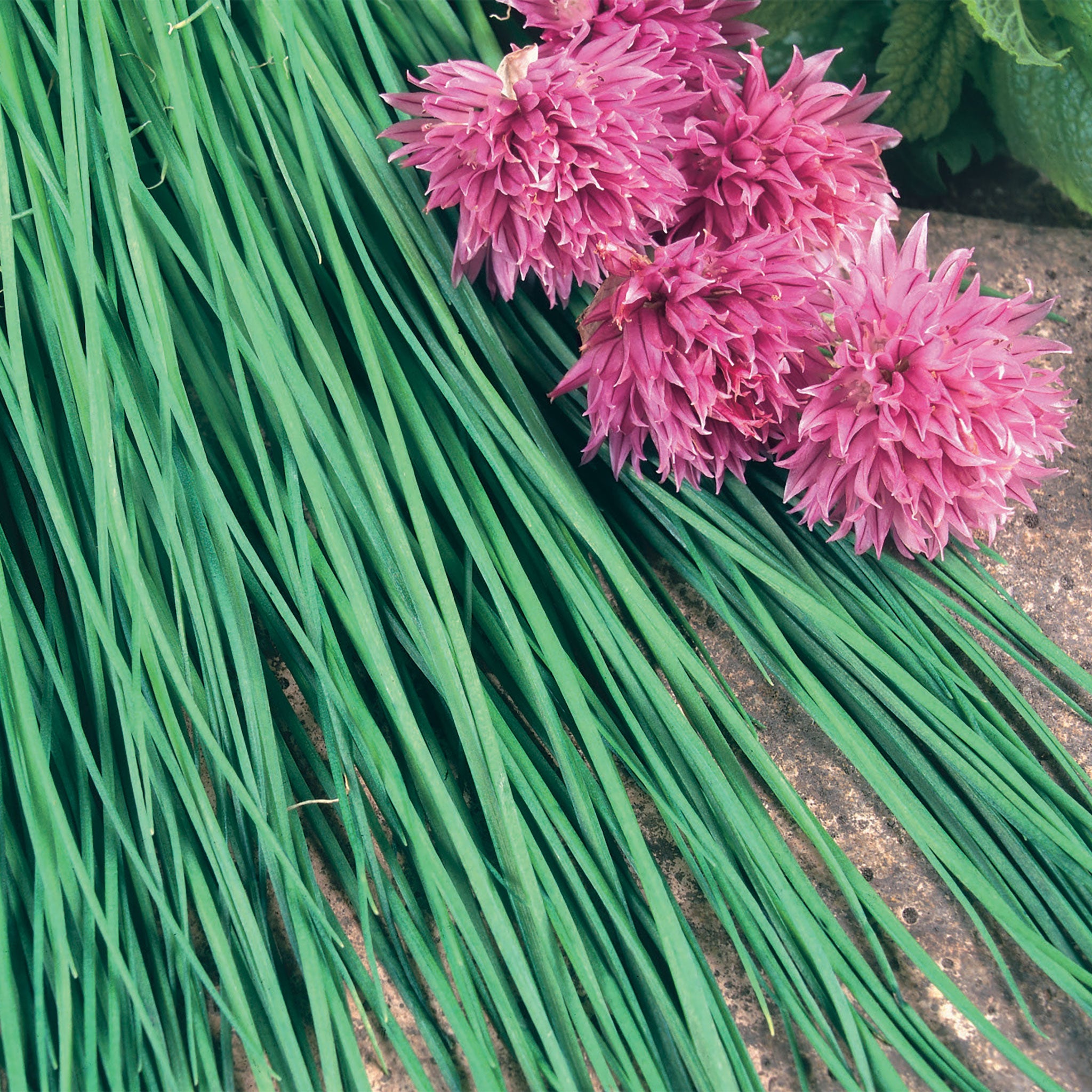 Chives pink flowers (pink flowers, onion flavor, addition garden) Chives pink flowers