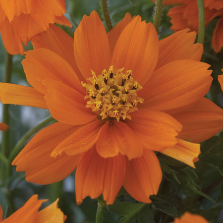 Unwins Coreopsis Double The Sun Seeds