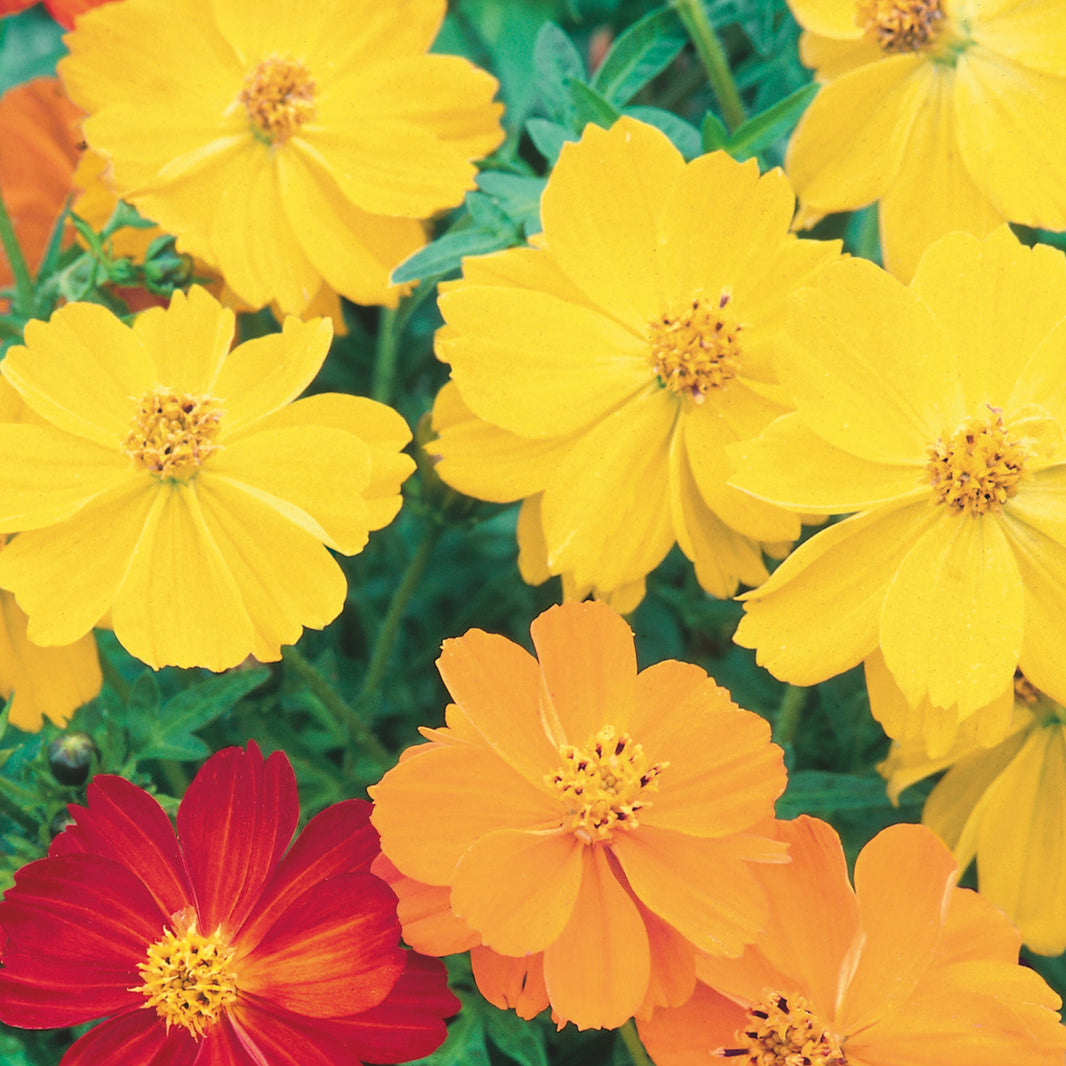 Cosmos Seeds - Flower Seeds – Unwins UK