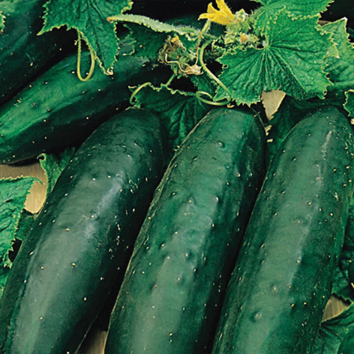 Unwins Organic Cucumber Marketmore