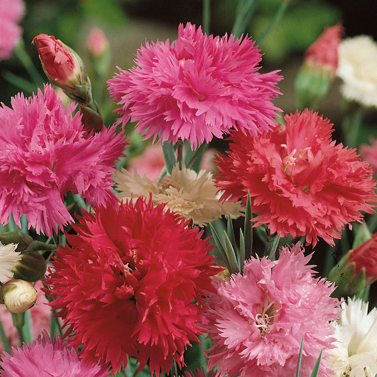 Unwins Dianthus Pink Spring Beauty Seeds