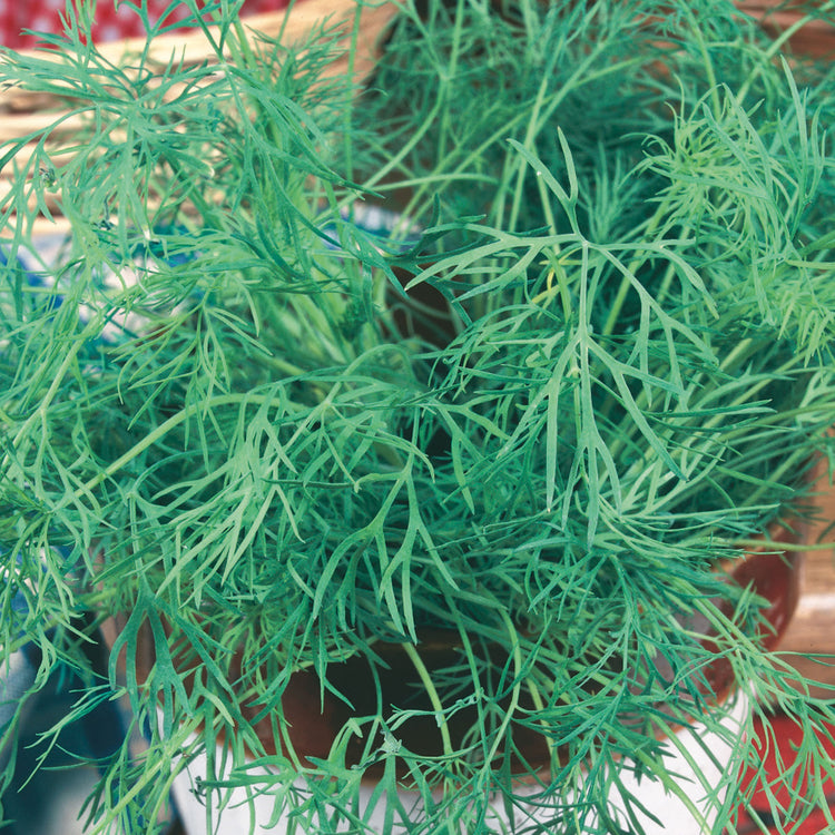 Unwins Dill Seeds Herbs Unwins UK unwins-dill-seeds-herbs-unwins-uk