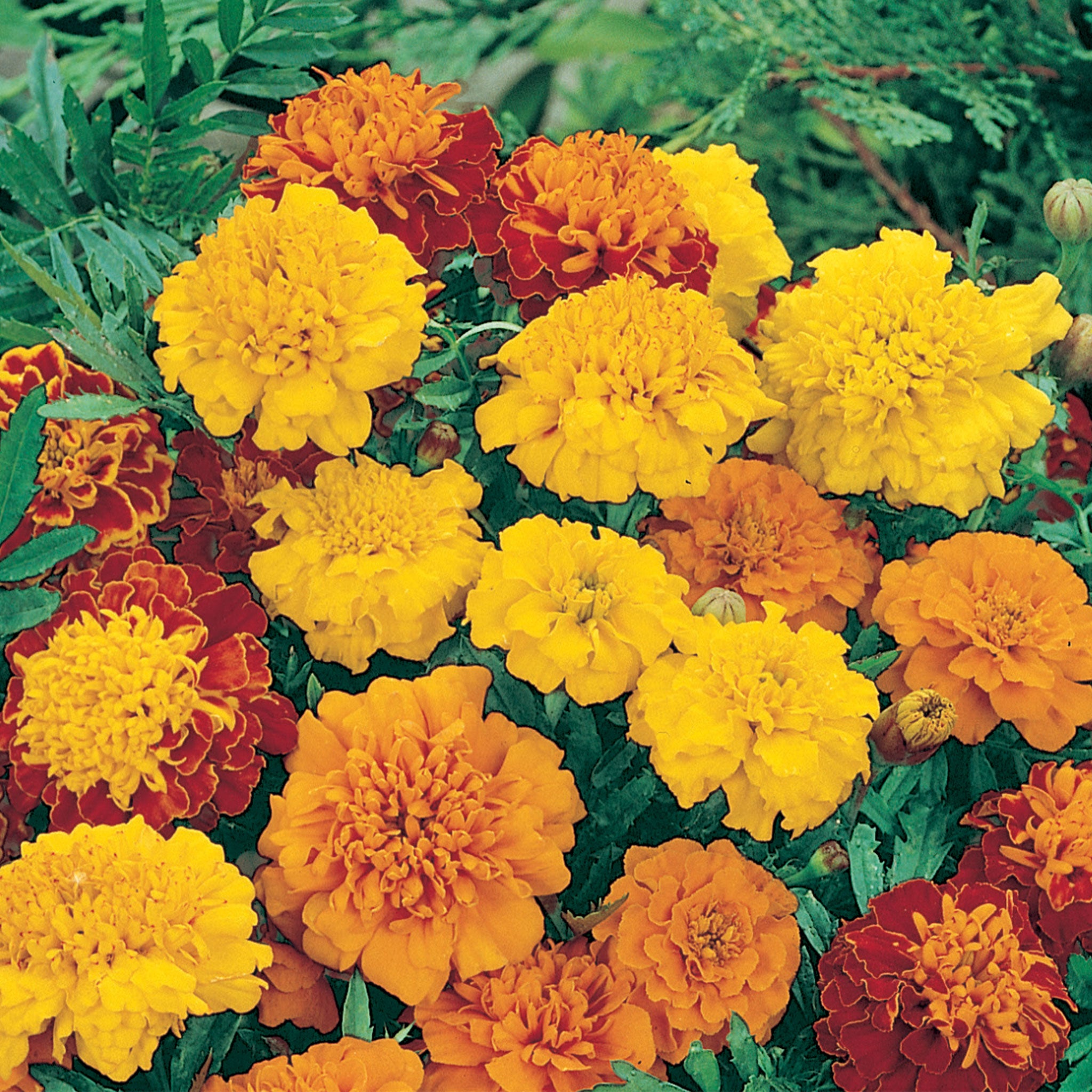 Unwins French Marigold Marionette Mix Seeds