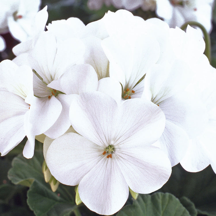 Unwins Geranium Horizon White Seeds