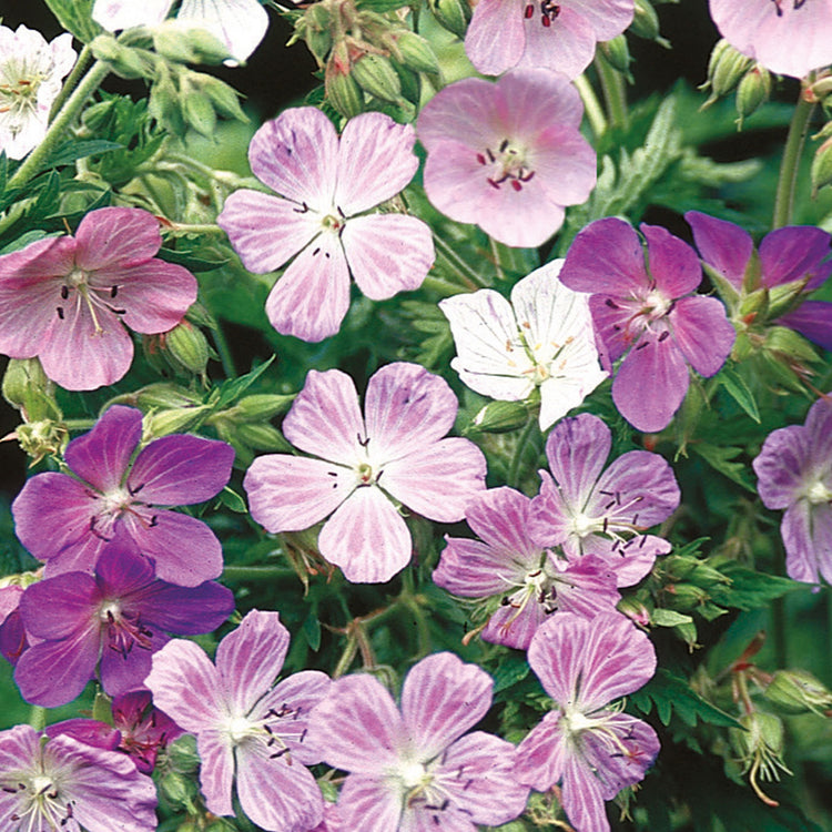 buy hardy geranium seeds Unwins Hardy Geranium Painter's Palette Seeds