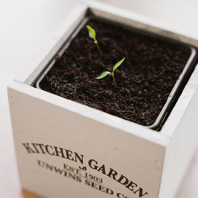 planting chilli seeds uk Unwins Homegrown Chilli Growing Kit