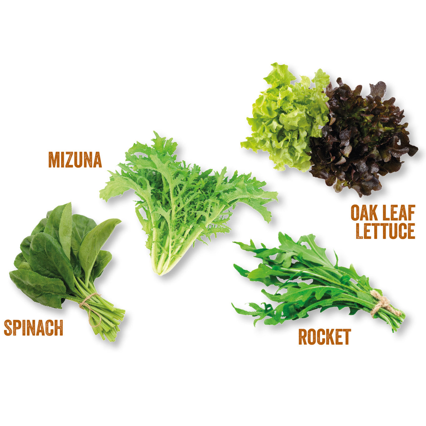 Unwins Homegrown Salad Kitchen Garden Kit Leaves Included