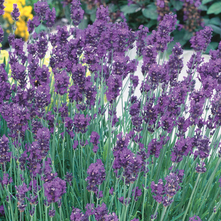 Unwins Lavender Munstead Strain Seeds