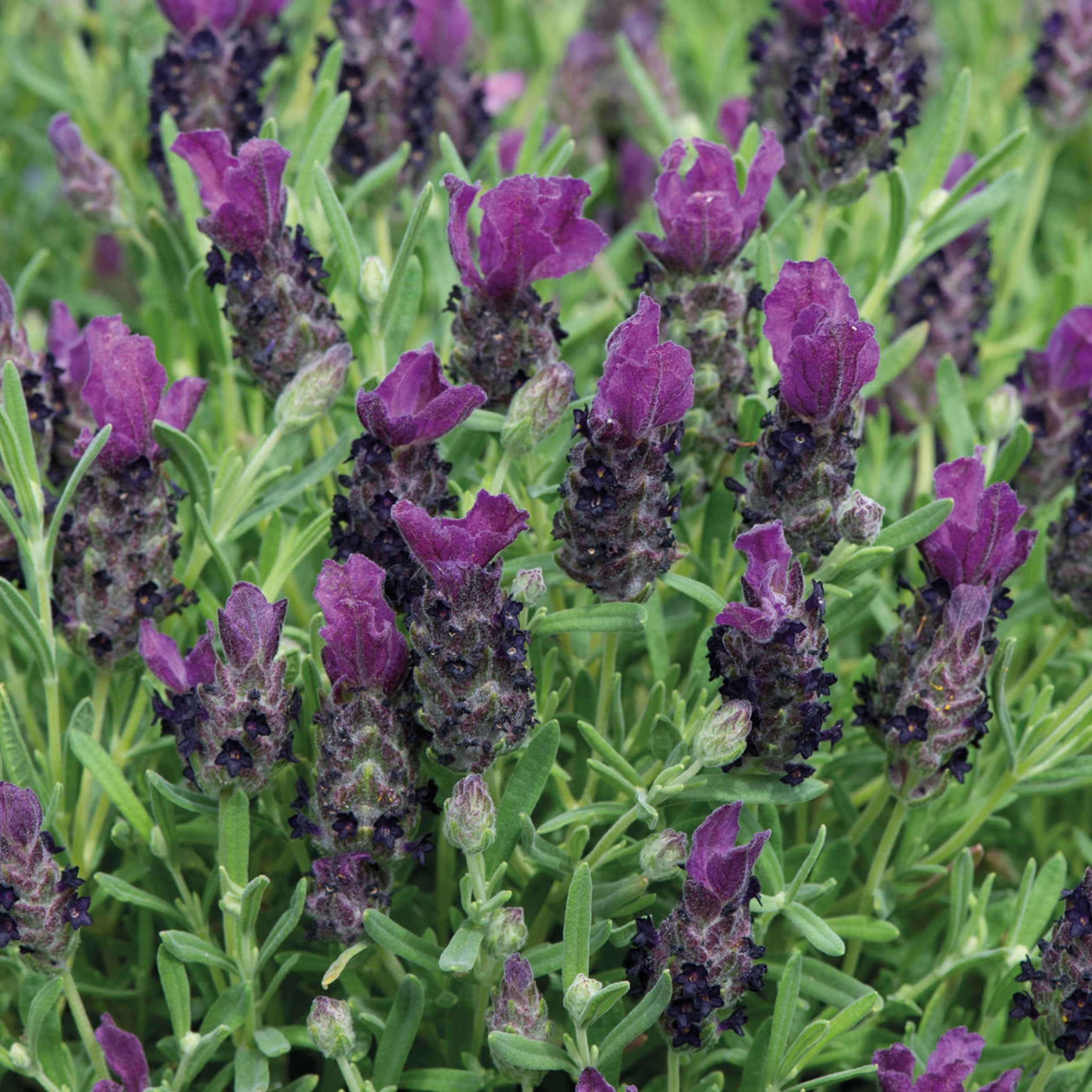 Unwins Lavender Bandera Purple Seeds