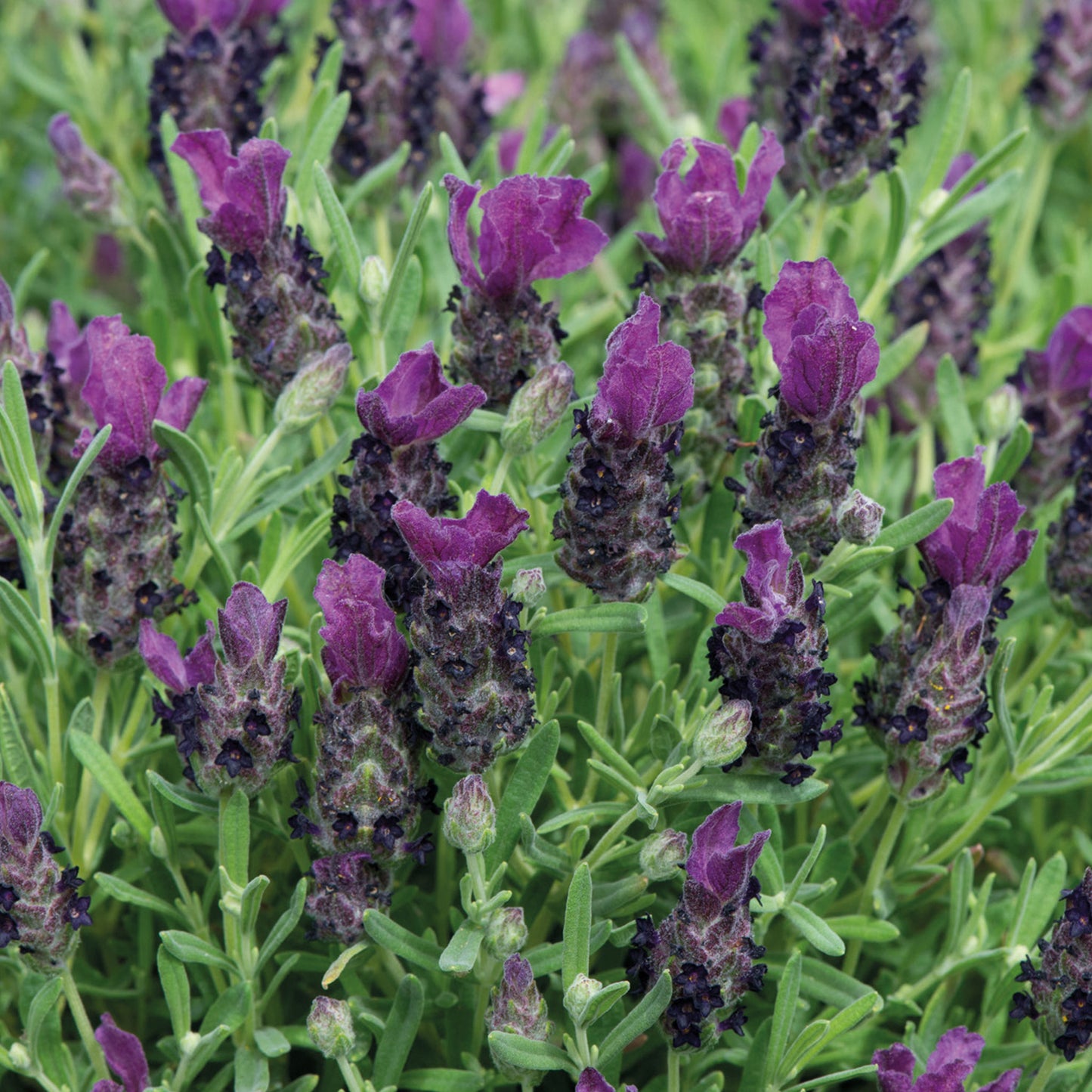 Unwins Lavender Bandera Purple