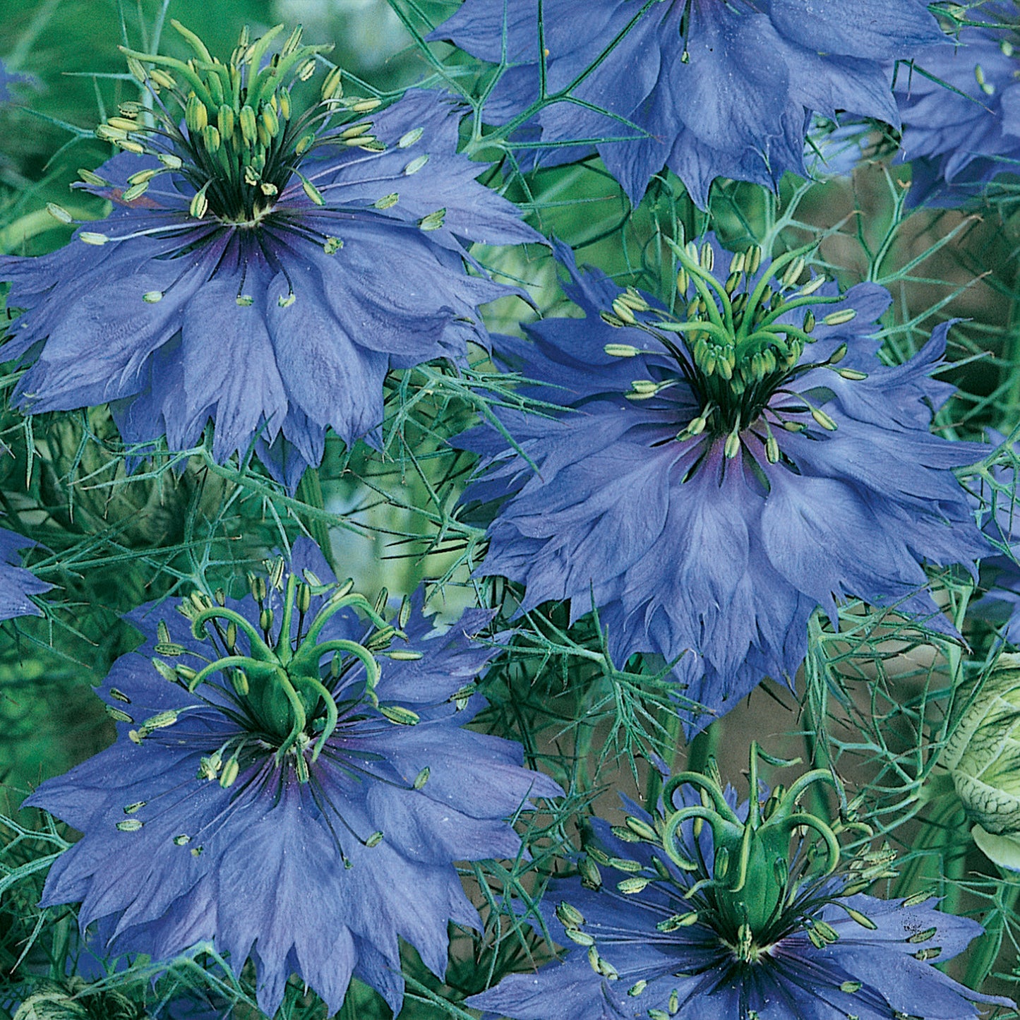 Unwins Love In A Mist Miss Jekyll close up