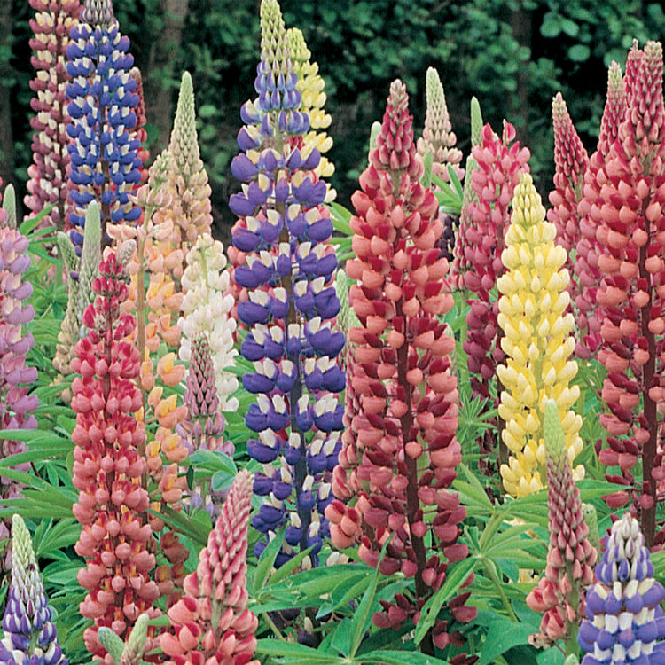 Unwins Lupin Russell Mixed Seeds