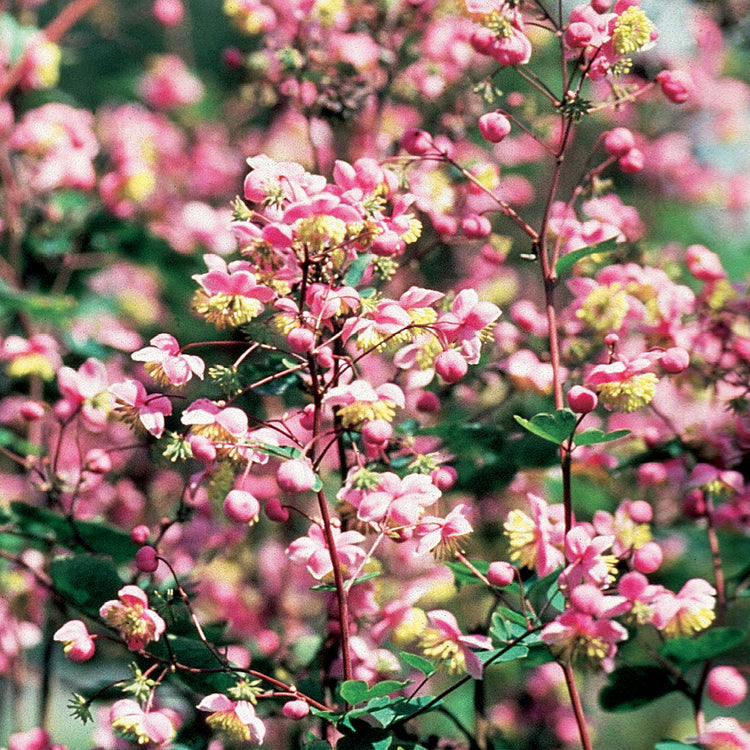 lavender mist flower Unwins Meadow Rue Lavender Mist Seeds