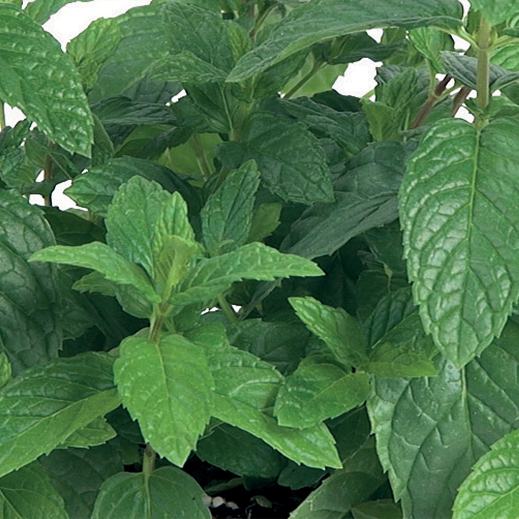 Mini First Peppermint Unwins Mint Peppermint Seeds - Herbs – Unwins UK