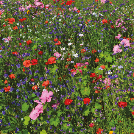 Nature's Haven Bee and Butterfly Mixed Annuals Seeds