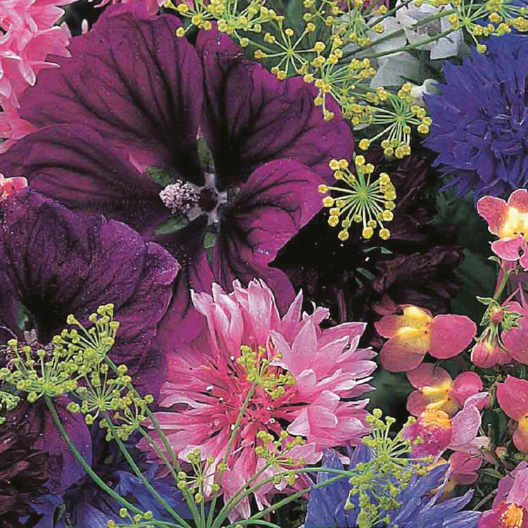 cottage garden mix seeds Nature's Haven Cottage Garden Choice Mixture Seeds