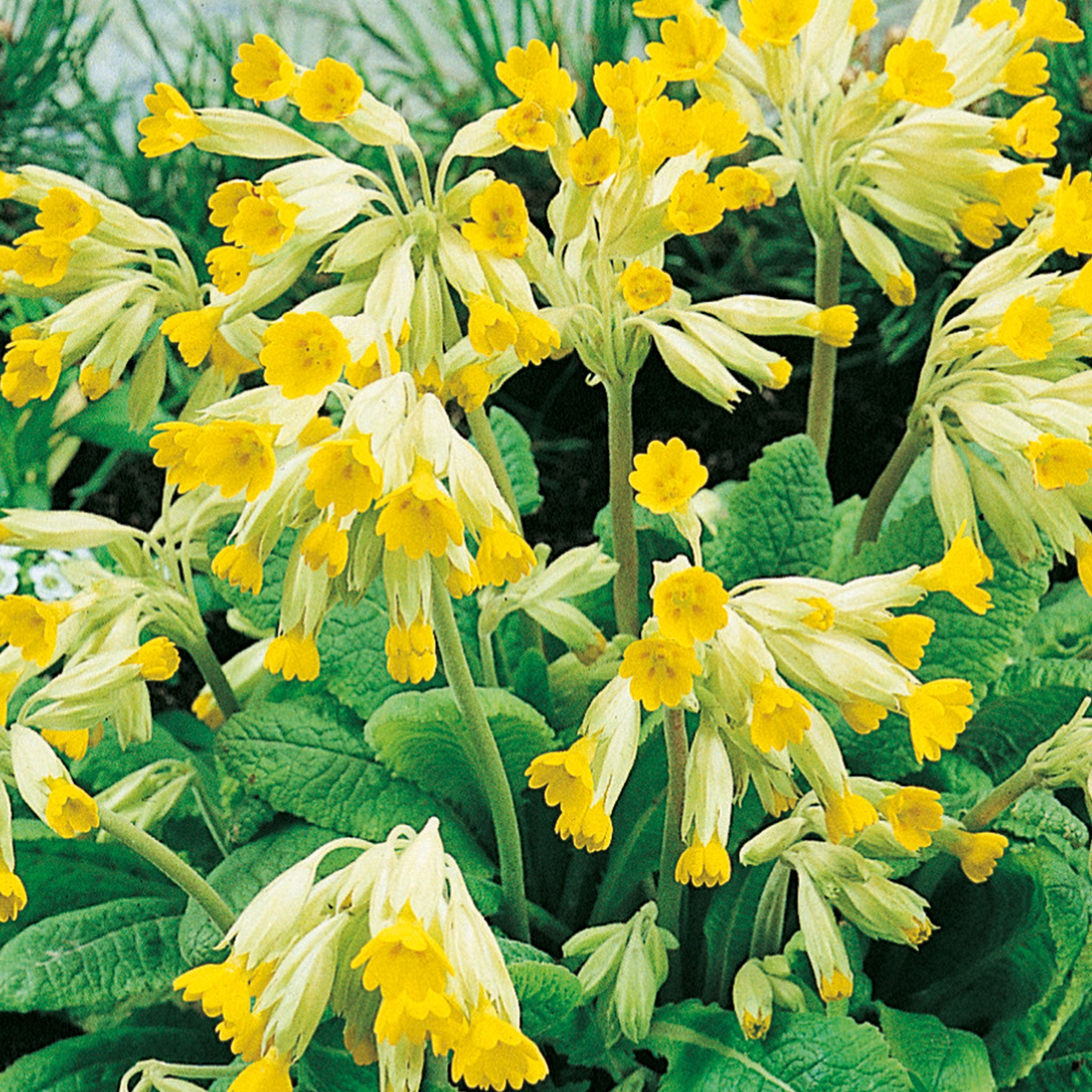 Nature's Haven Cowslip Seeds