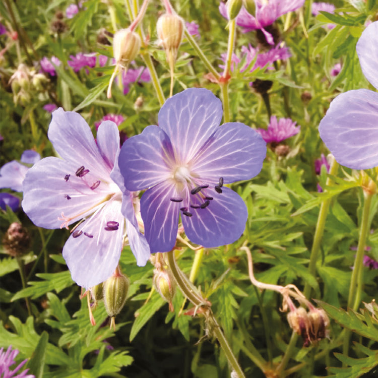 perennial geranium seeds uk Nature's Haven Cranesbill Geranium Seeds