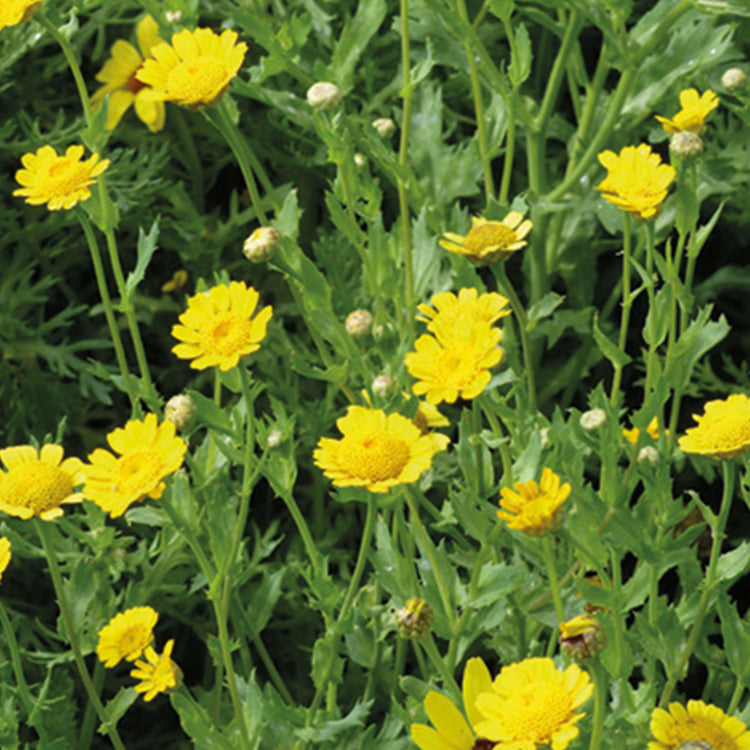 corn marigold seeds Nature's Haven Glebionis segetum Corn Marigold Seeds – Unwins UK