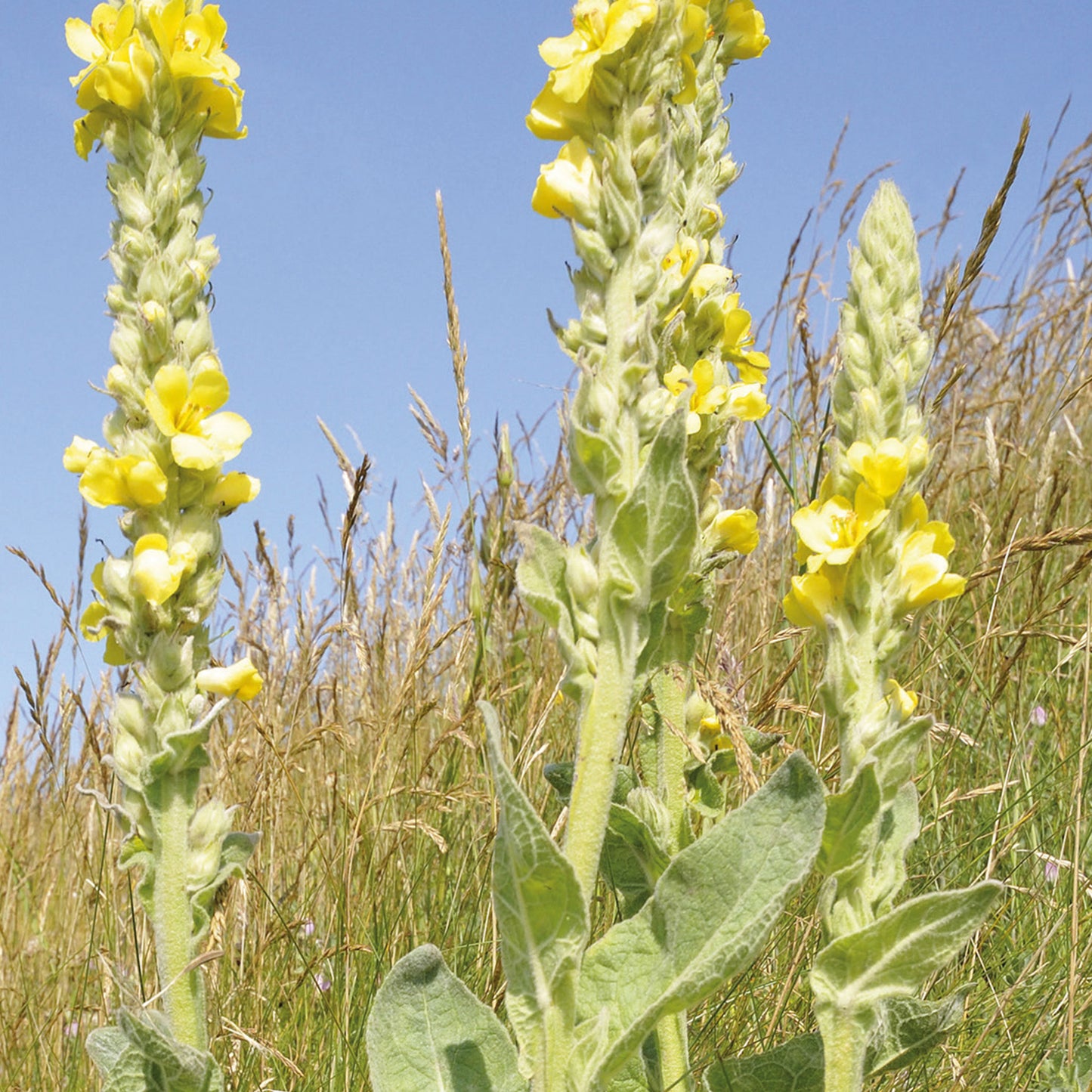 Nature's Haven Great Mullein