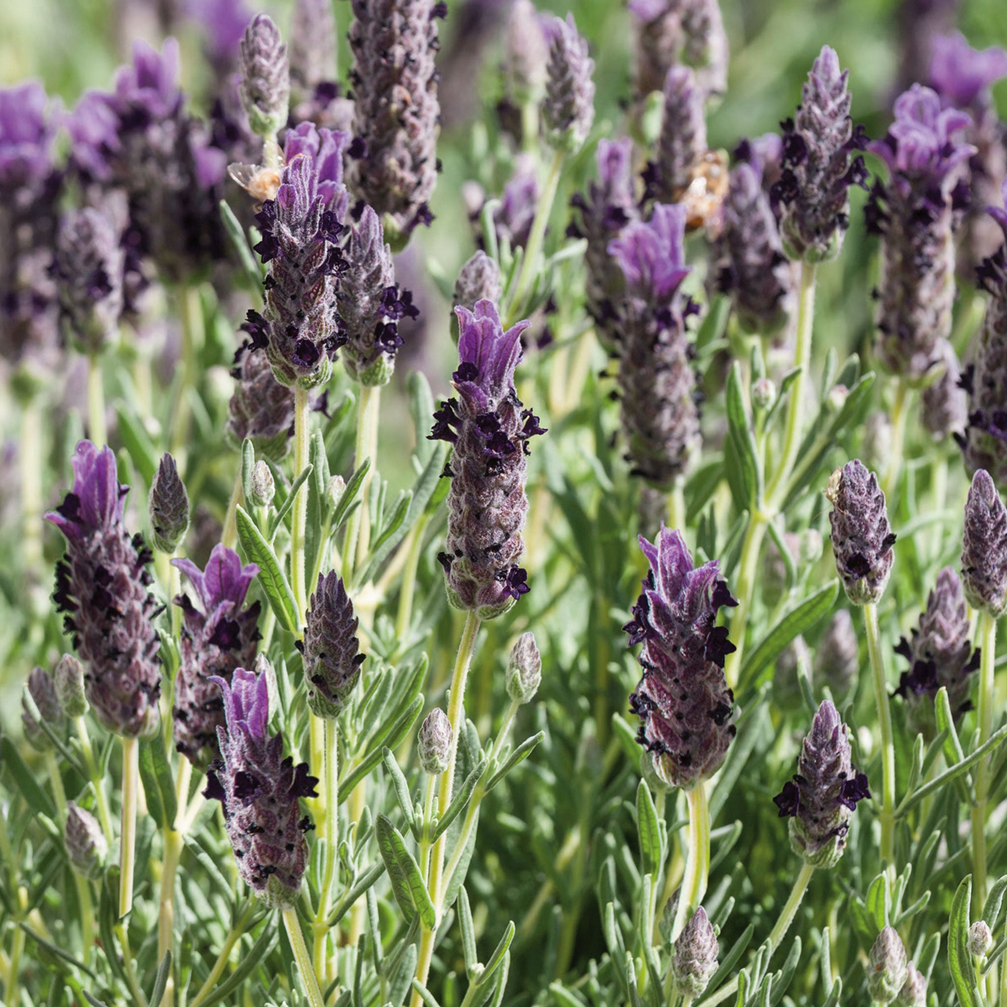 Nature's Haven Lavender Purple Ribbon Seeds