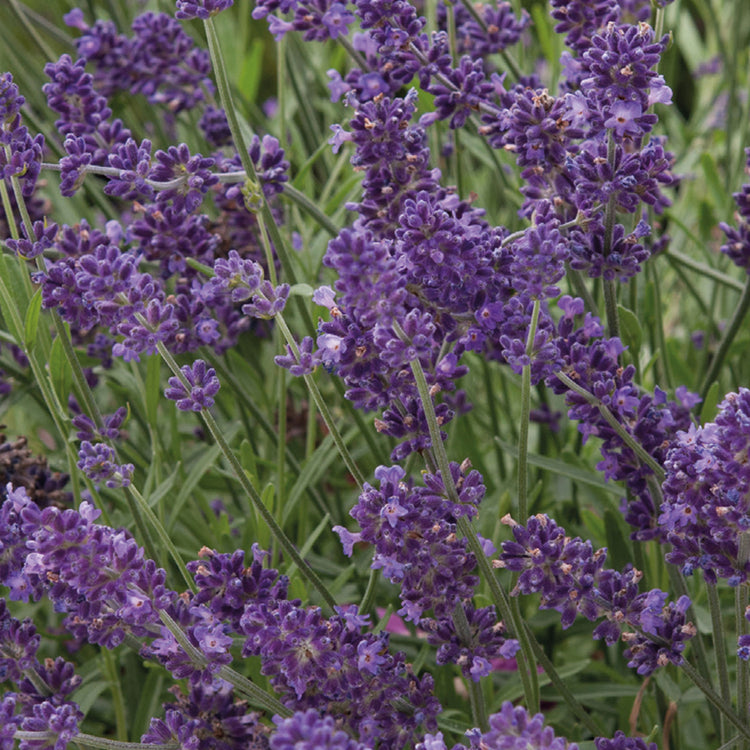 ellagance purple lavender seed Nature's Haven Lavender Ellagance Purple Seeds