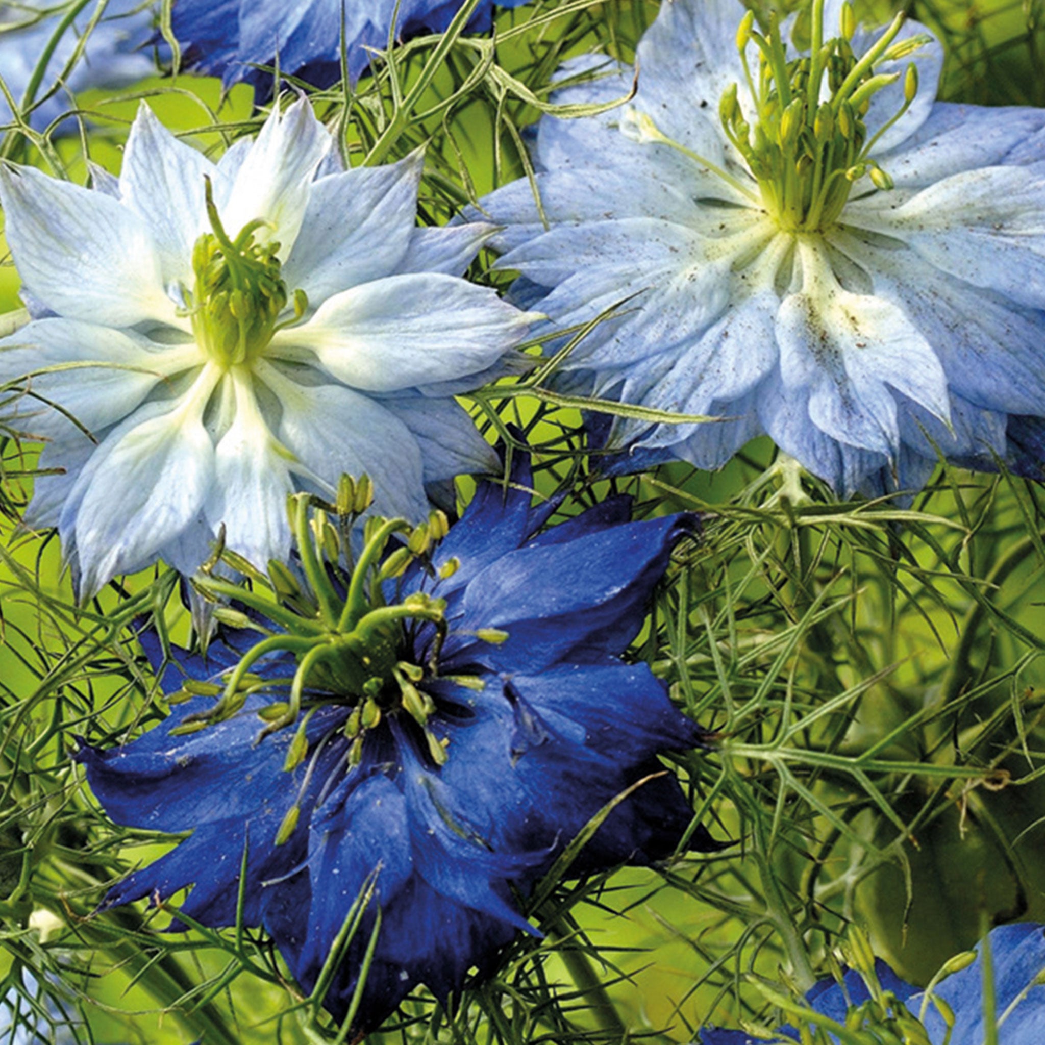 Nature's Haven Love in a Mist Moody Blues Seeds