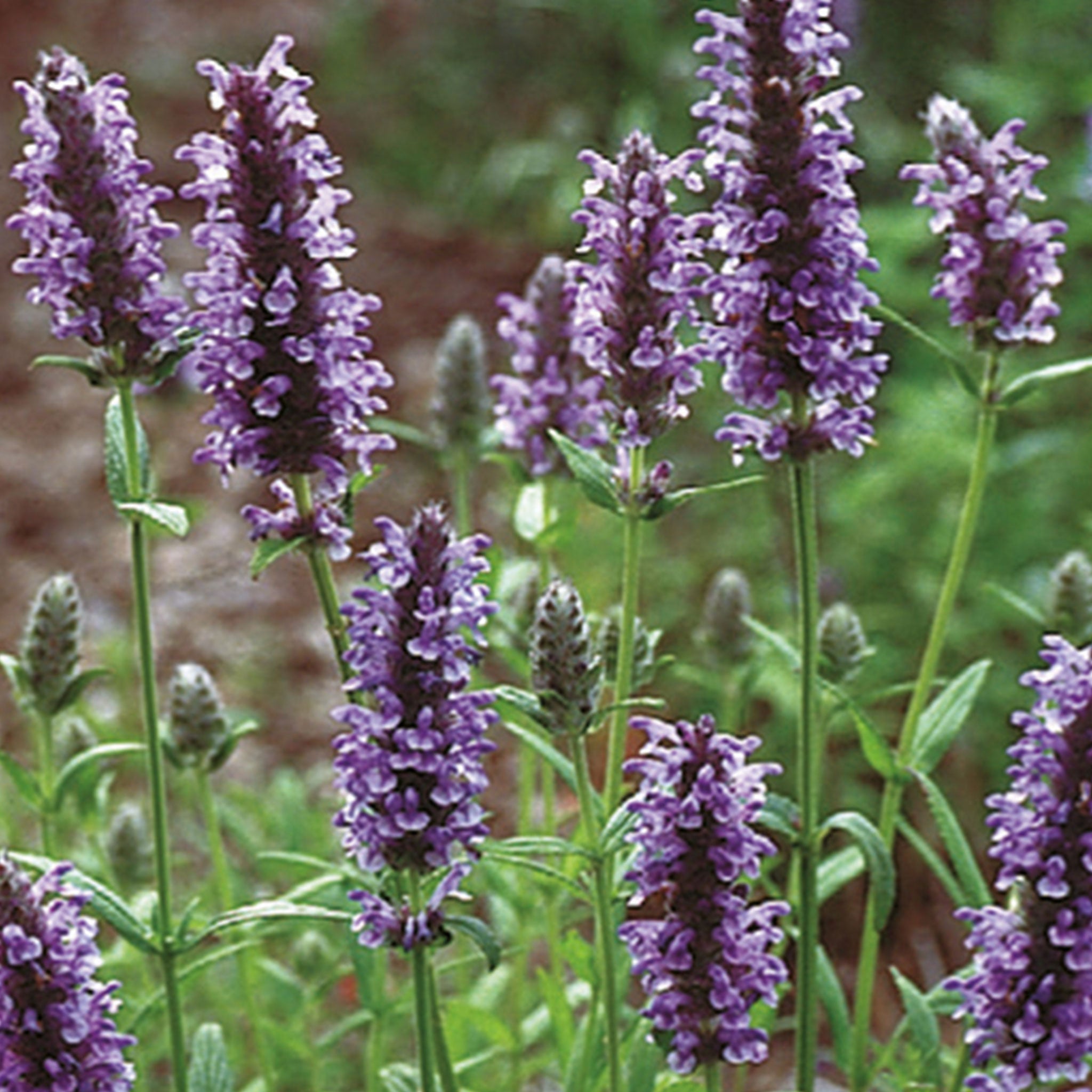 Nature's Haven Nepeta Blue Moon Seeds