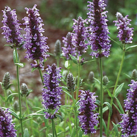 Nature's Haven Nepeta Blue Moon Seeds Close Up