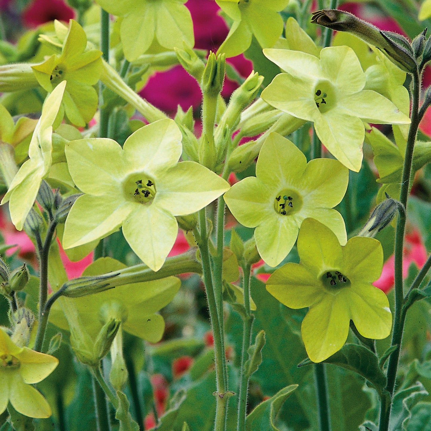 Nature's Haven Nicotiana Lime Green Seeds Close Up