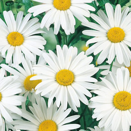 Nature's Haven Ox-eye Daisy Seeds Close Up