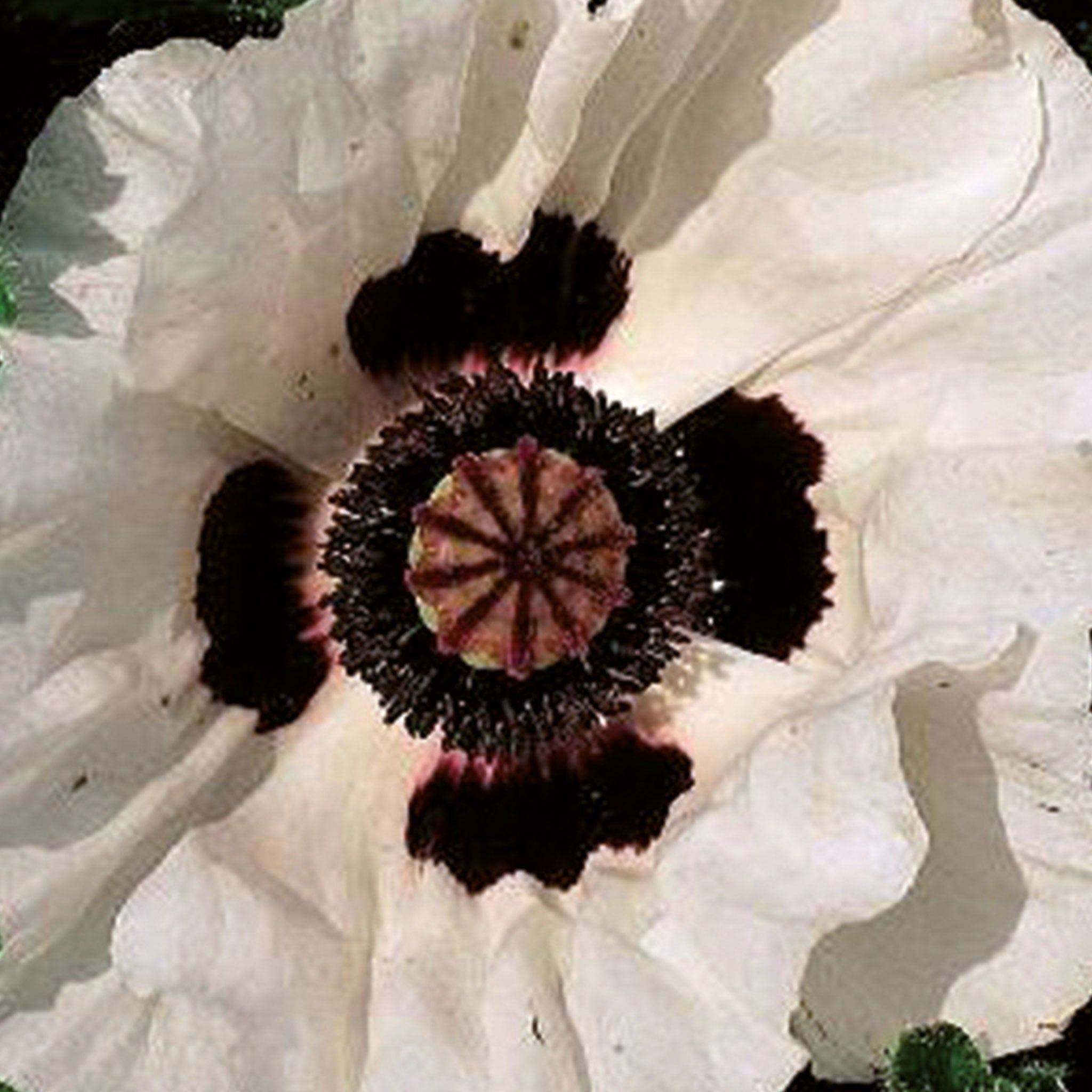 Poppy Checkers Nature's Haven Poppy Orientale Checkers Seeds - Flowers – Unwins UK