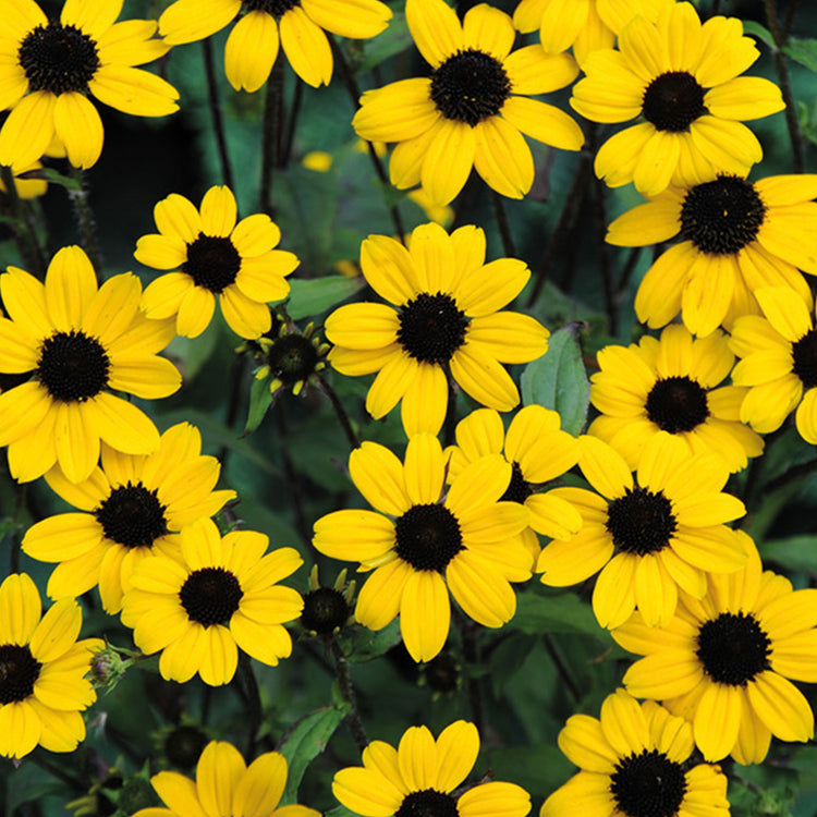 Nature's Haven Rudbeckia Blackjack Gold Seeds