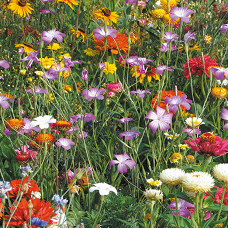 summer flower mix seeds Nature's Haven Summer Annuals Cut Flower Mix Seeds