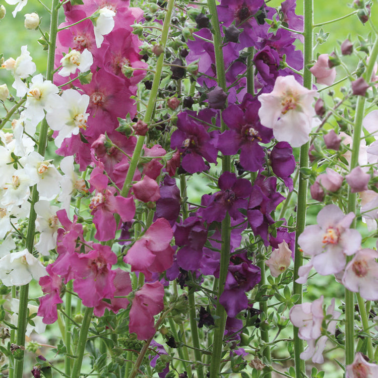 Nature's Haven Verbascum Phoeniceum Quattro Seeds