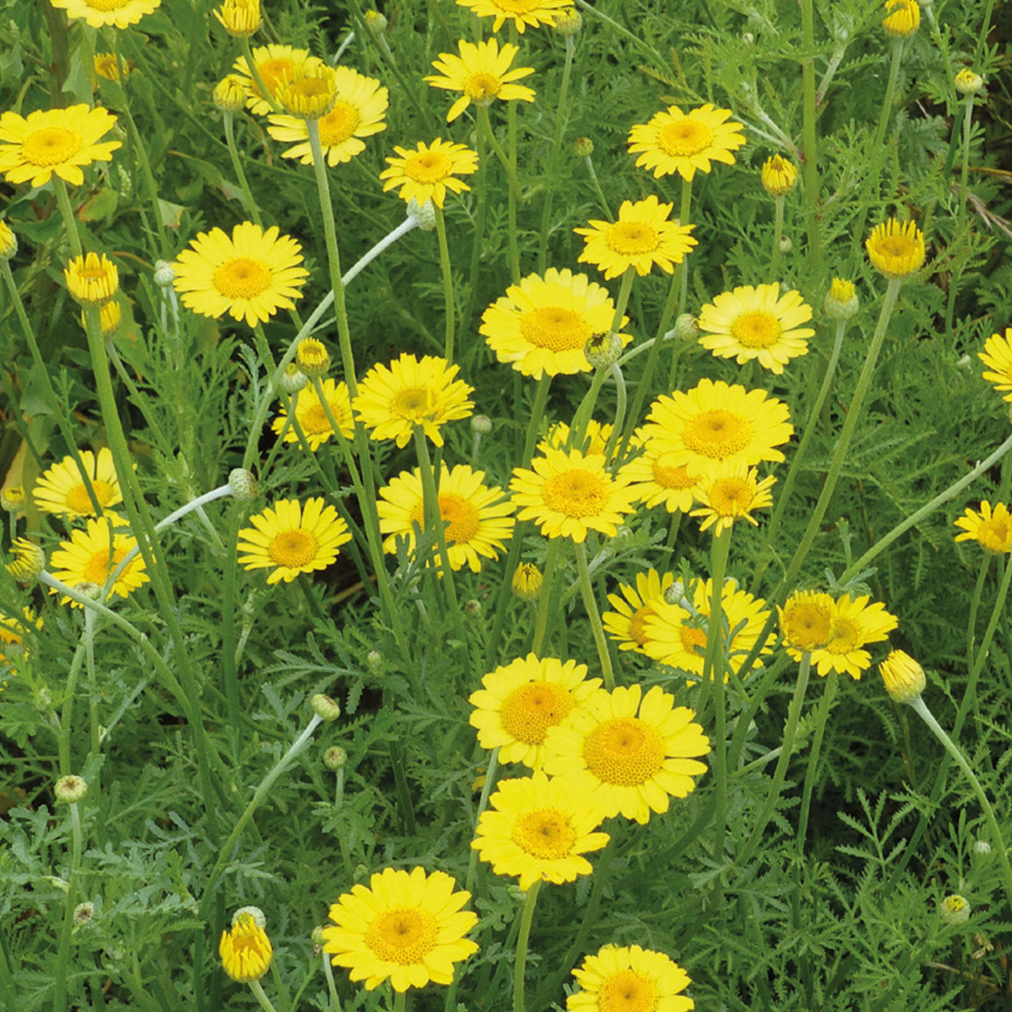 Nature's Haven Yellow Chamomile Seeds