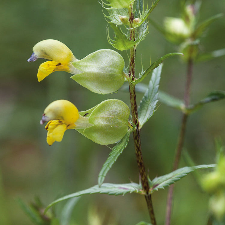yellow rattle wildflower seeds Nature's Haven Yellow Rattle Seeds