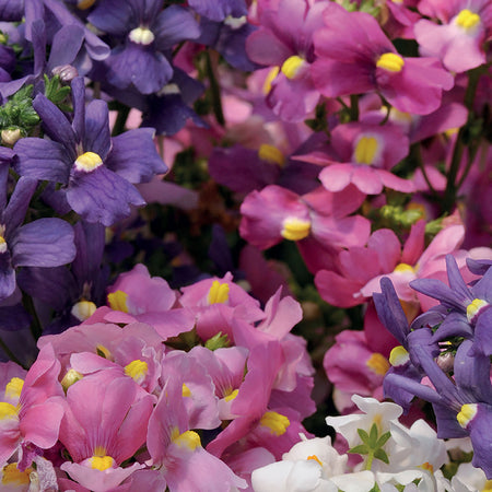 Unwins Nemesia Poetry Mixed Seeds