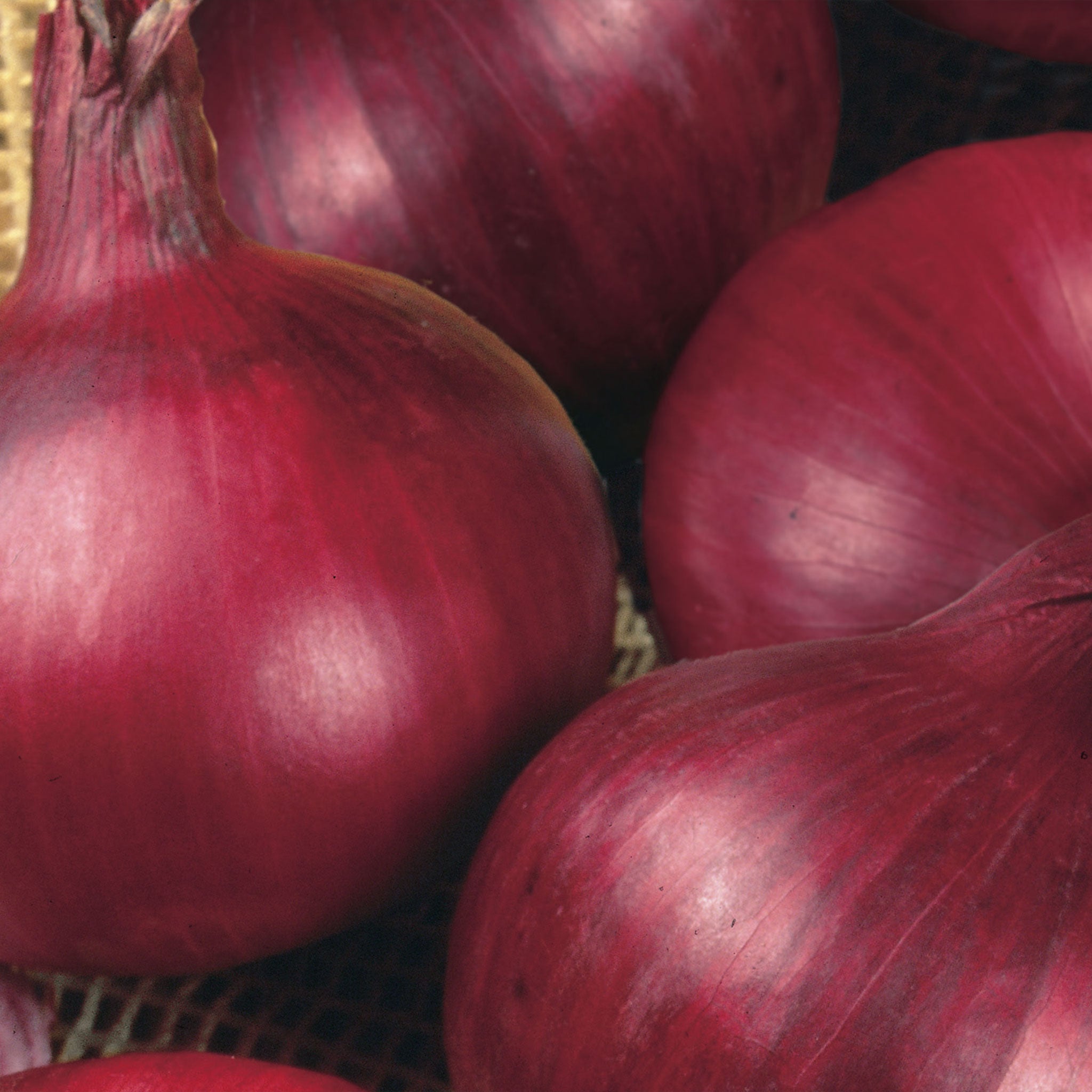 Unwins Onion Red Baron Seeds