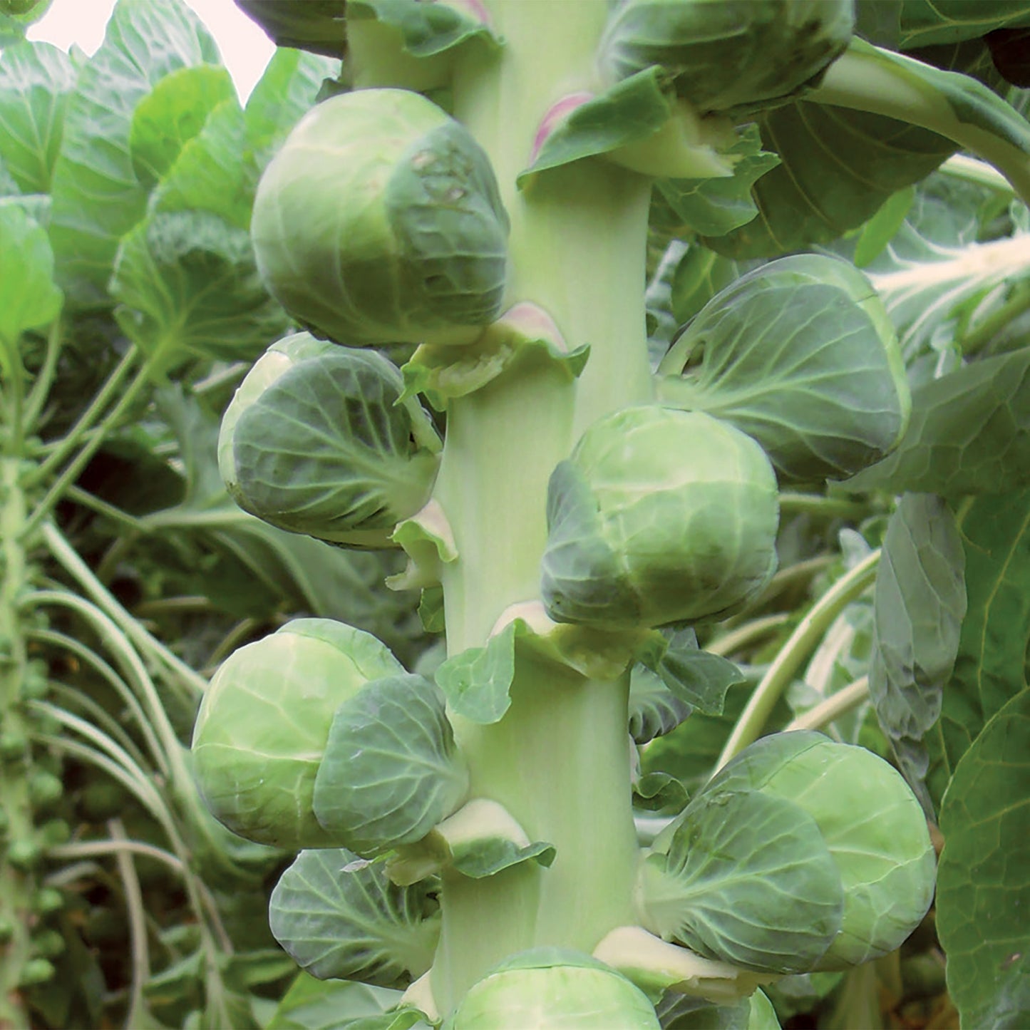 Unwins Organic Brussels Sprout Nautic F1 Seeds Close Up