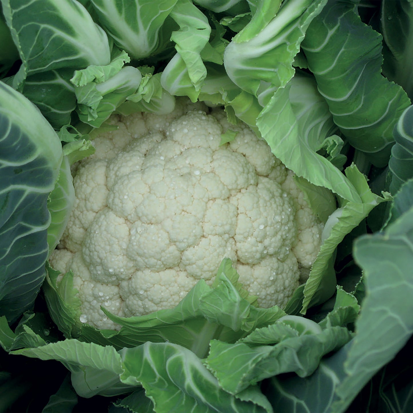 Unwins Organic Cauliflower Medallion F1 Seeds Close Up