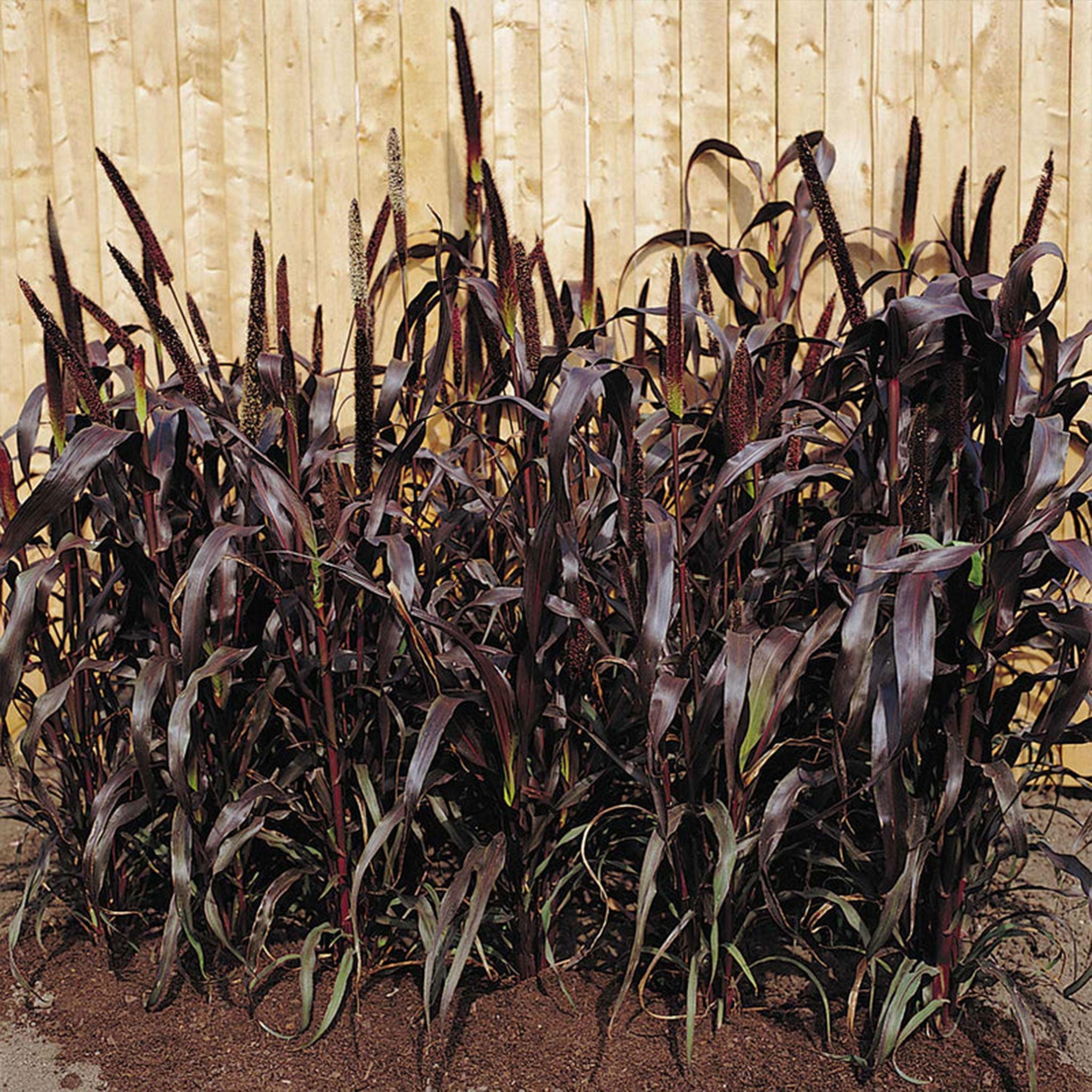 Unwins Ornamental Grass Millet Purple Majesty F1 Seeds