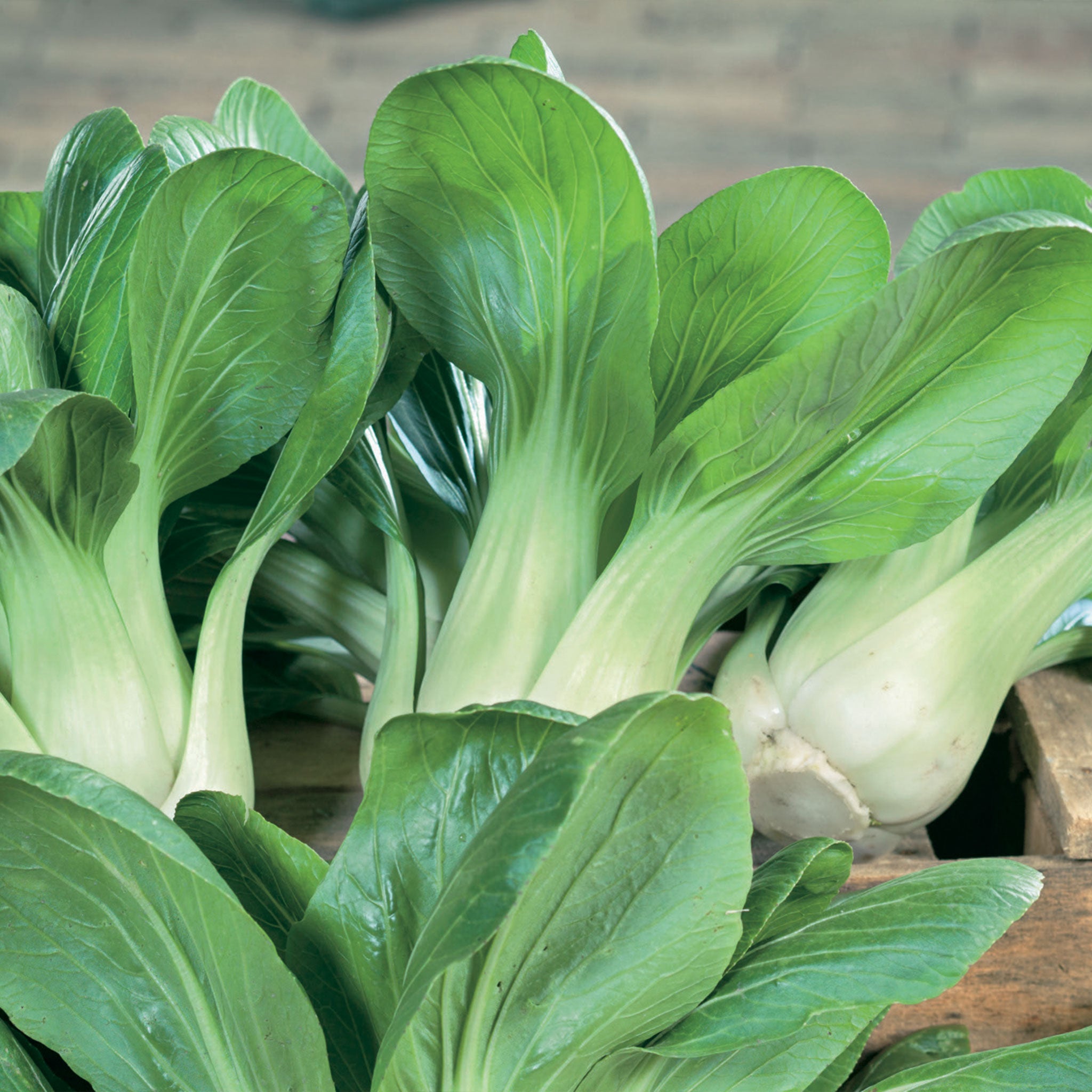 Pakcho Unwins Pak Choi Canton White Seeds - Vegetables – Unwins UK
