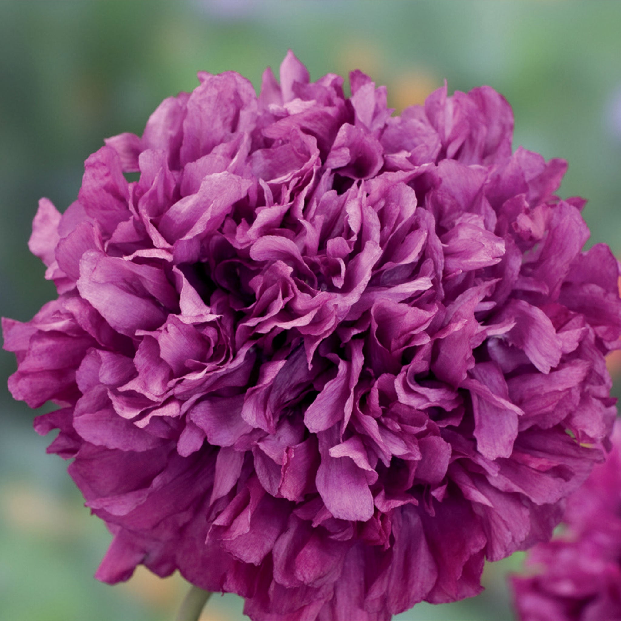 Unwins Poppy Somniferum Purple Peony Seeds - Flowers – Unwins UK