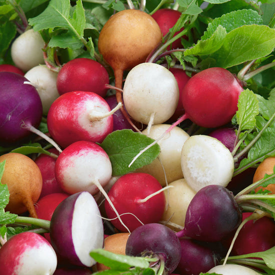 Unwins Radish - Unwins Crunchy Mix close up