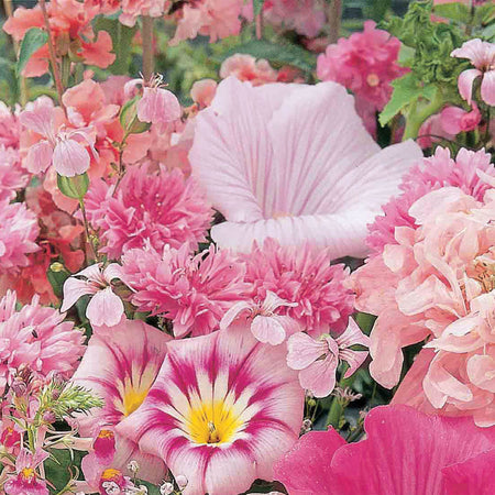 Unwins Sea of Pink Mixed Annuals Seeds