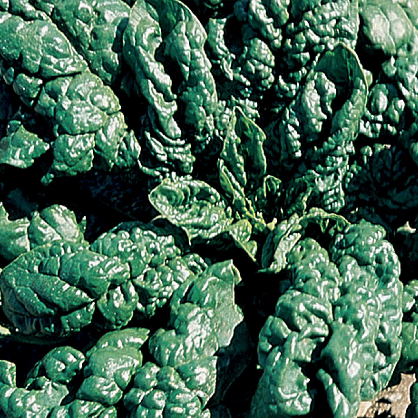Unwins Organic Spinach America  close up
